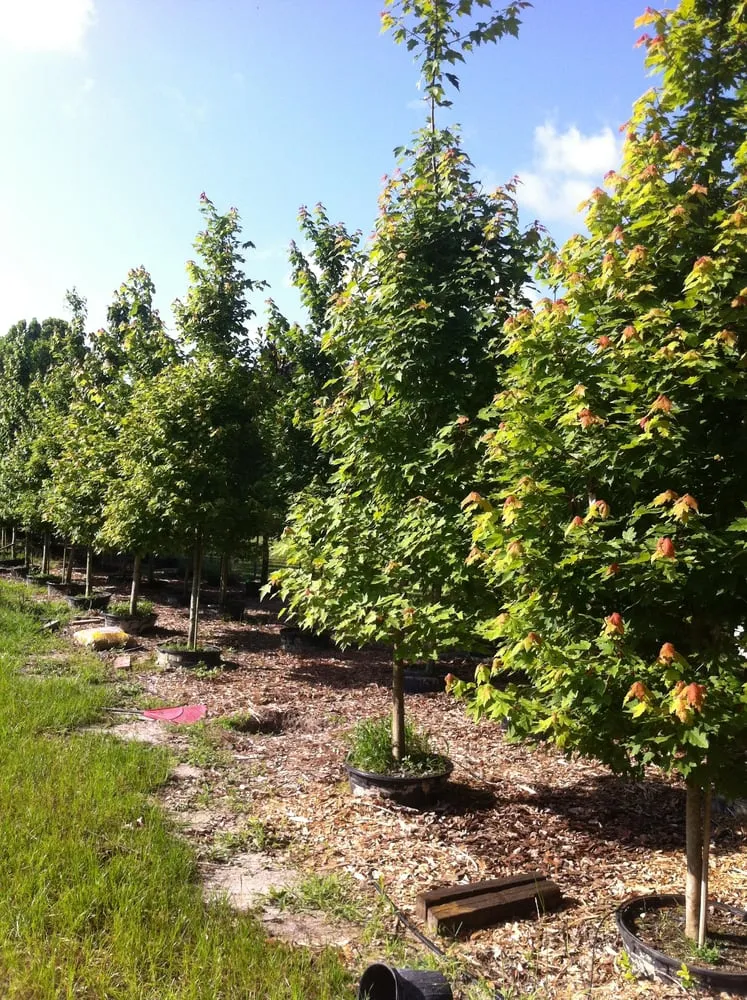 Local lawn mowing service in Spring Hill, FL - Tree-Mendous Tree Service