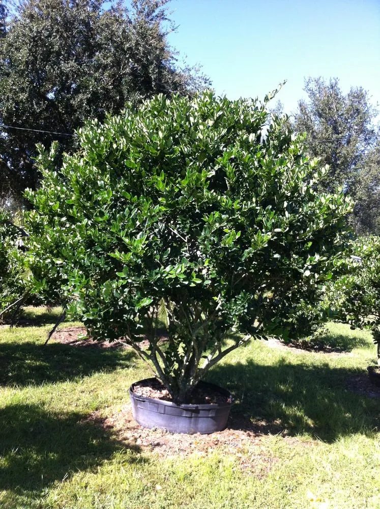 Local garden landscaping for homes in Spring Hill, FL by Tree-Mendous Tree Service