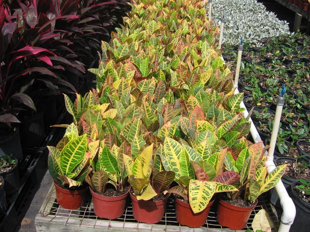 Professional landscape installation for year-round maintenance across Spring Hill, FL - Tree-Mendous Tree Service