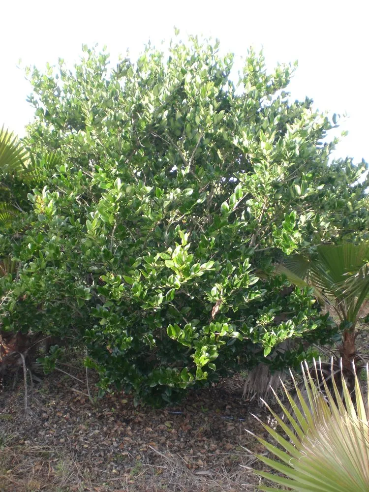 Professional lawn mowing service in Spring Hill, FL by Tree-Mendous Tree Service