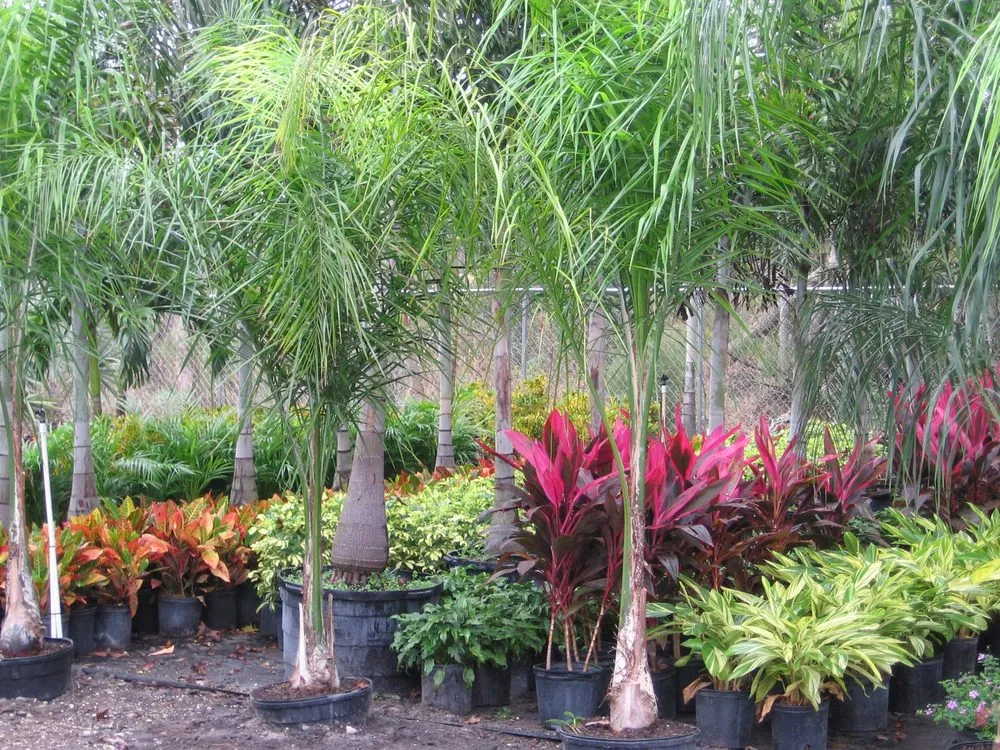 Professional lawn care service experts serving Spring Hill, FL - Tree-Mendous Tree Service