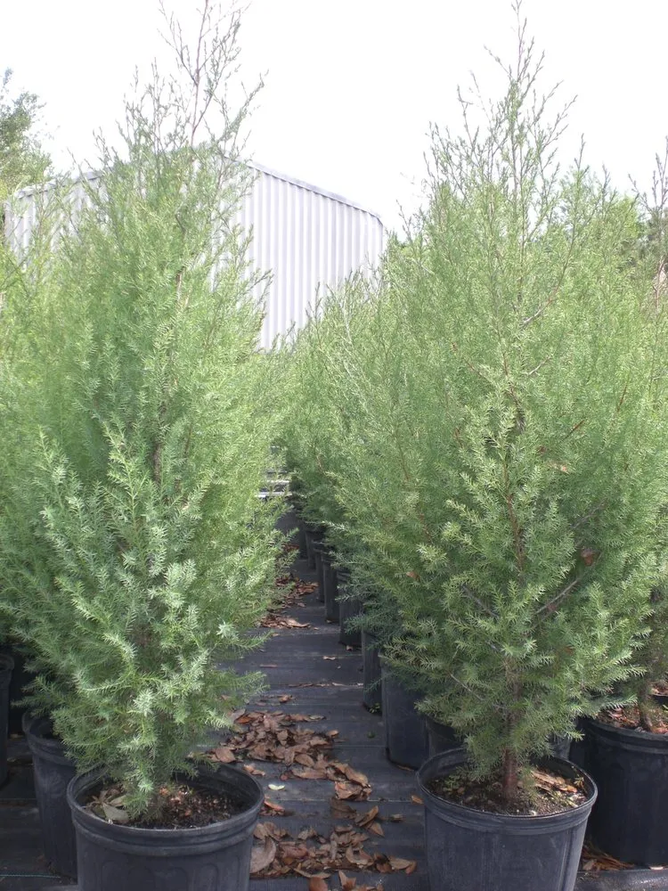 Trusted yard cleanup service in Spring Hill, FL - Tree-Mendous Tree Service