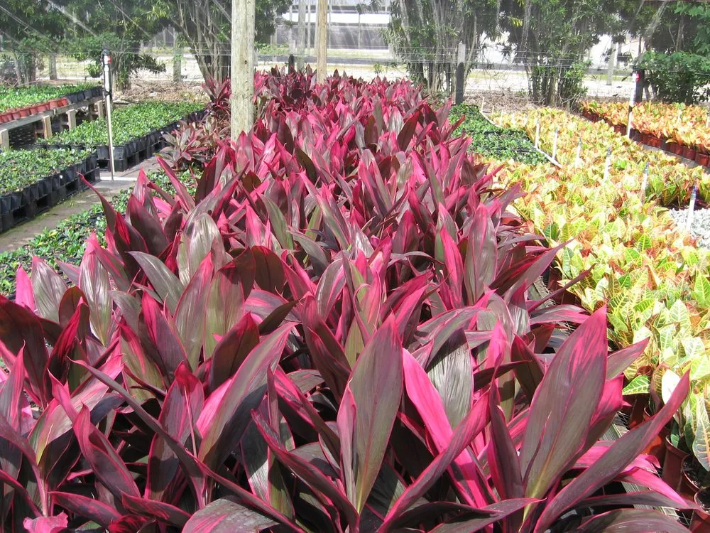 Top-rated landscape design for year-round maintenance across Spring Hill, FL - Tree-Mendous Tree Service