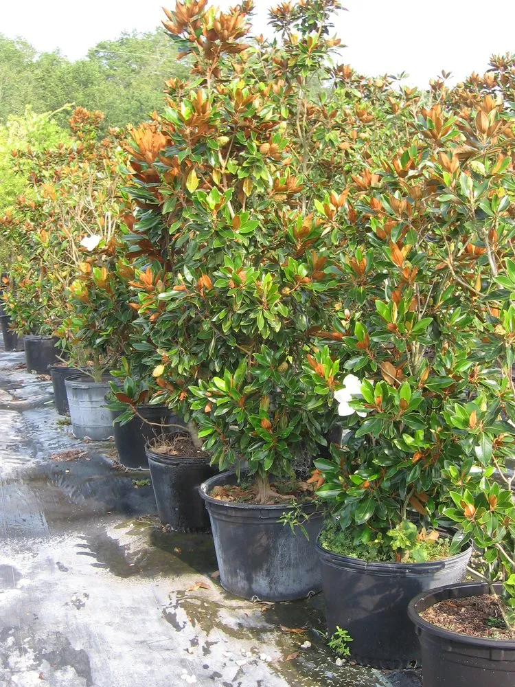 Trusted landscape installation in Spring Hill, FL by Tree-Mendous Tree Service