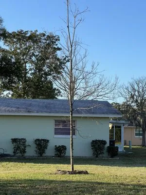 Tree-Mendous Tree Service Logo