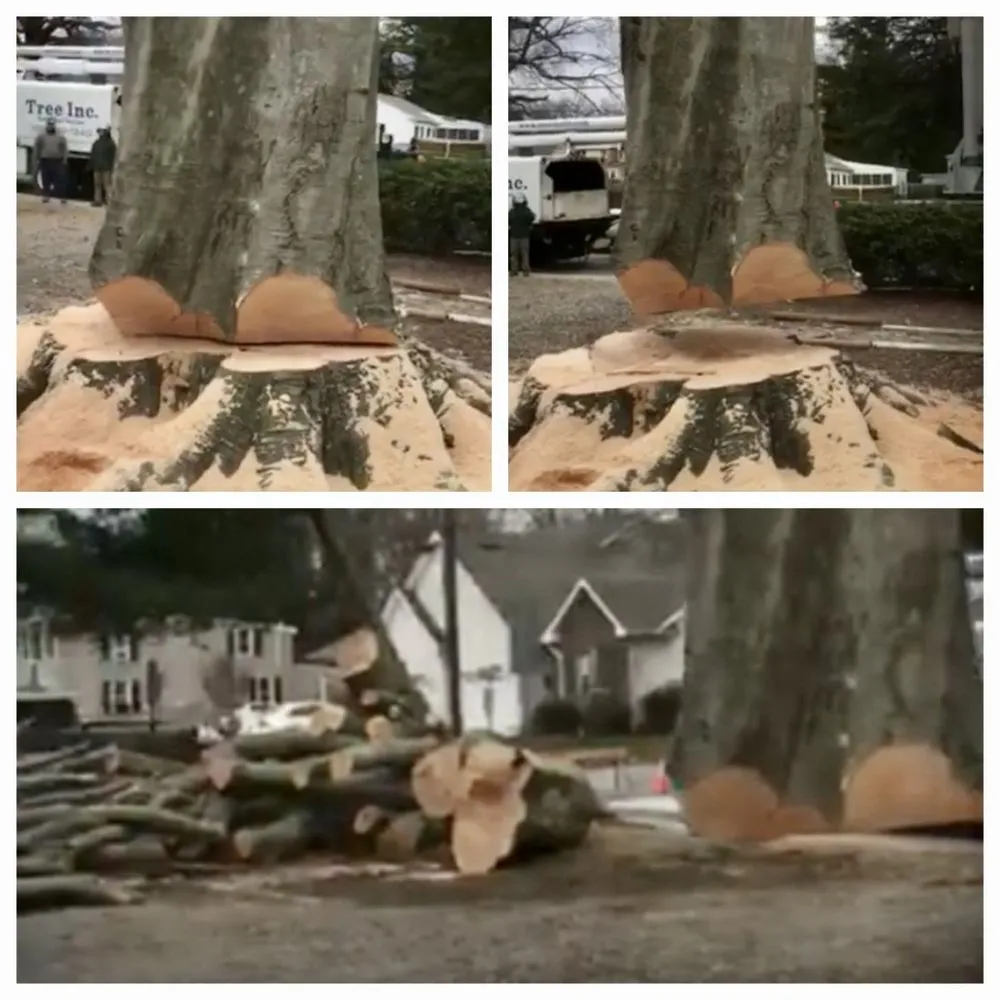 Reliable yard cleanup service in Middletown, DE - Tree