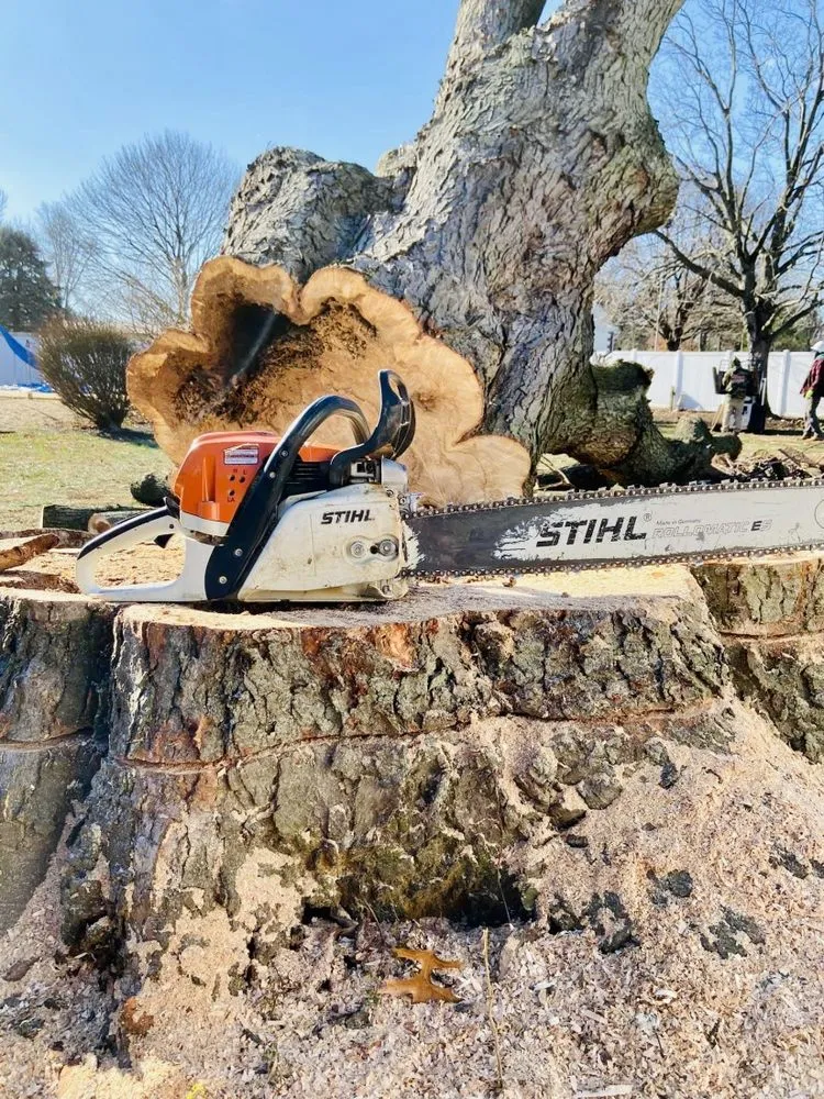 Expert lawn care service in Middletown, DE by Tree