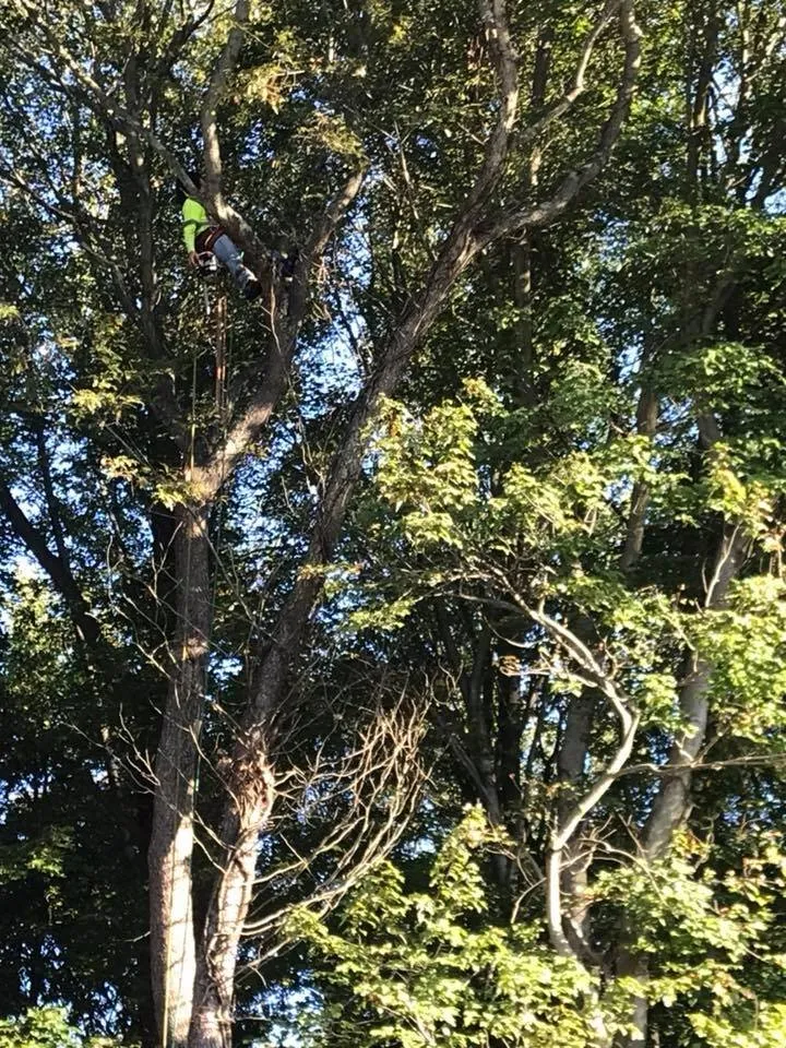 Custom landscaping services in Middletown, DE by Tree