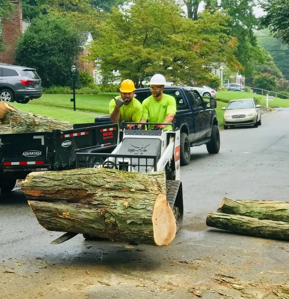 Professional landscaping services for year-round maintenance across Middletown, DE - Tree
