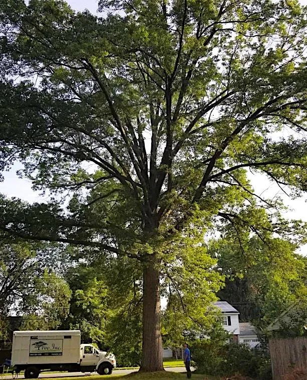 Reliable landscaping services in Middletown, DE - Tree