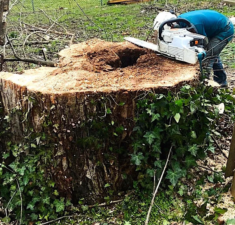 Affordable landscape installation for outdoor upgrades across Middletown, DE - Tree