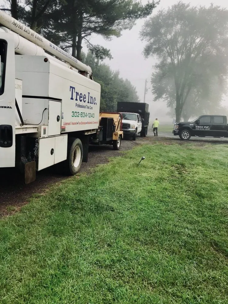 Local residential landscaping with custom design across Middletown, DE - Tree