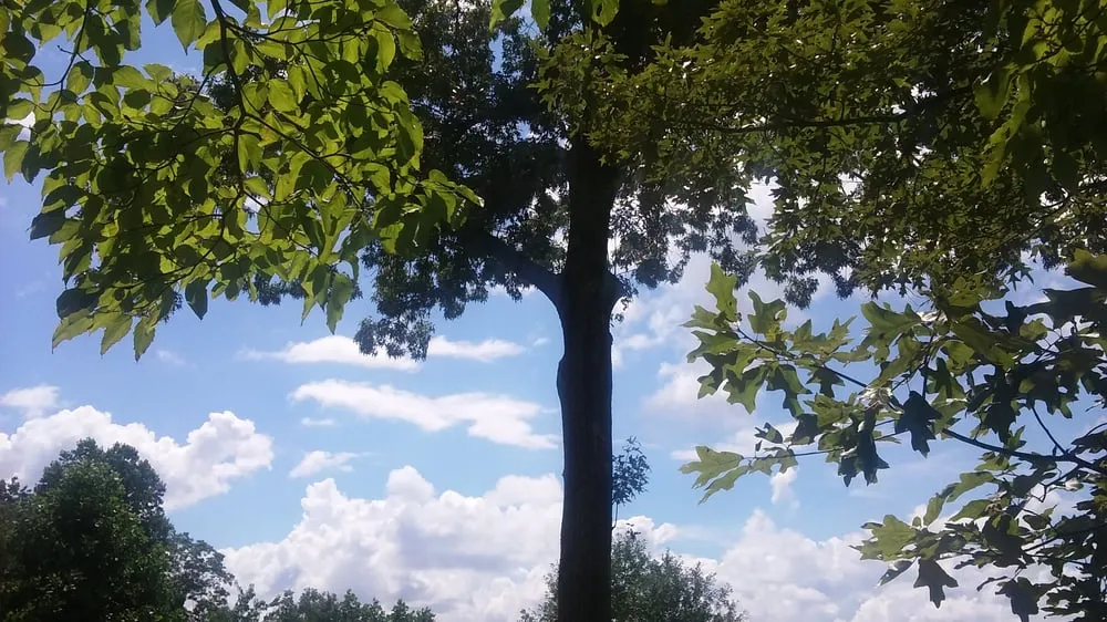 Reliable yard cleanup service experts serving Cumming, GA - Tree Monkey Tree Services Unlimited