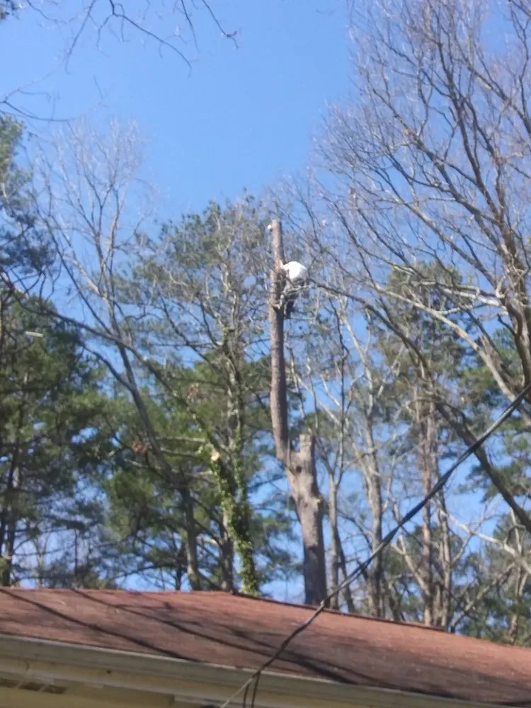 Trusted landscape installation in Cumming, GA - Tree Monkey Tree Services Unlimited