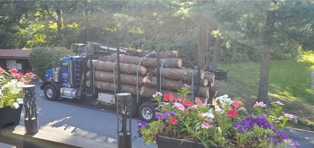 Top-rated yard maintenance in New Milford, CT by Tree Monsters Land Clearing