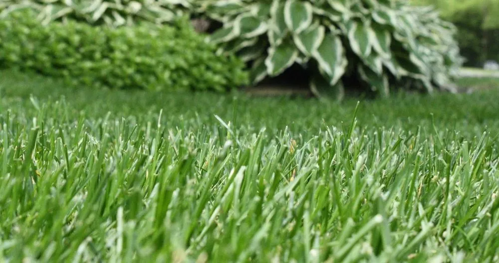 Affordable landscaping services near you across Spicer, MN - Tree-n-Turf Services