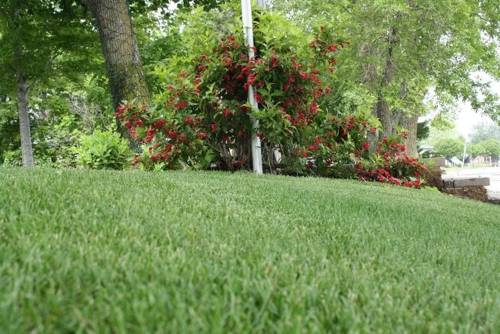 Custom yard cleanup service for beautiful yards in Spicer, MN by Tree-n-Turf Services