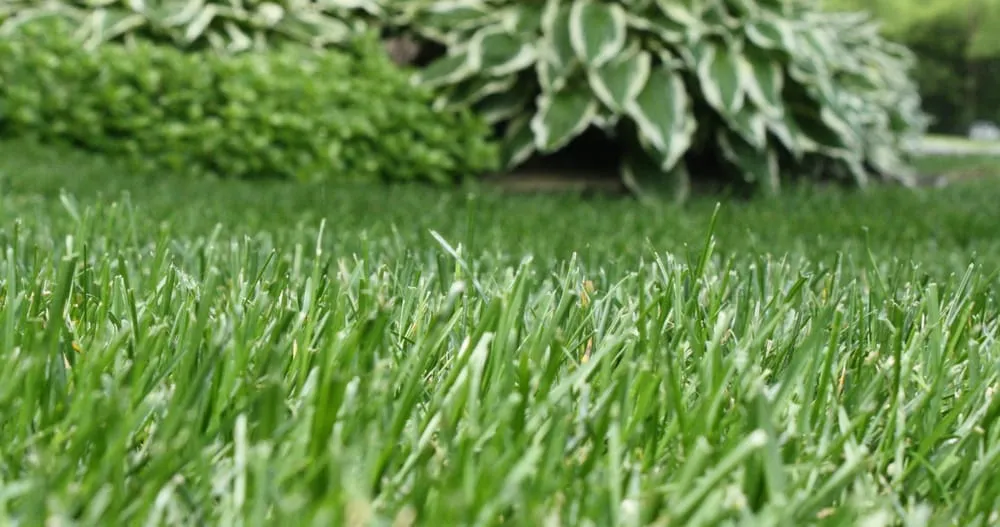 Trusted yard cleanup service in Spicer, MN - Tree-n-Turf Services