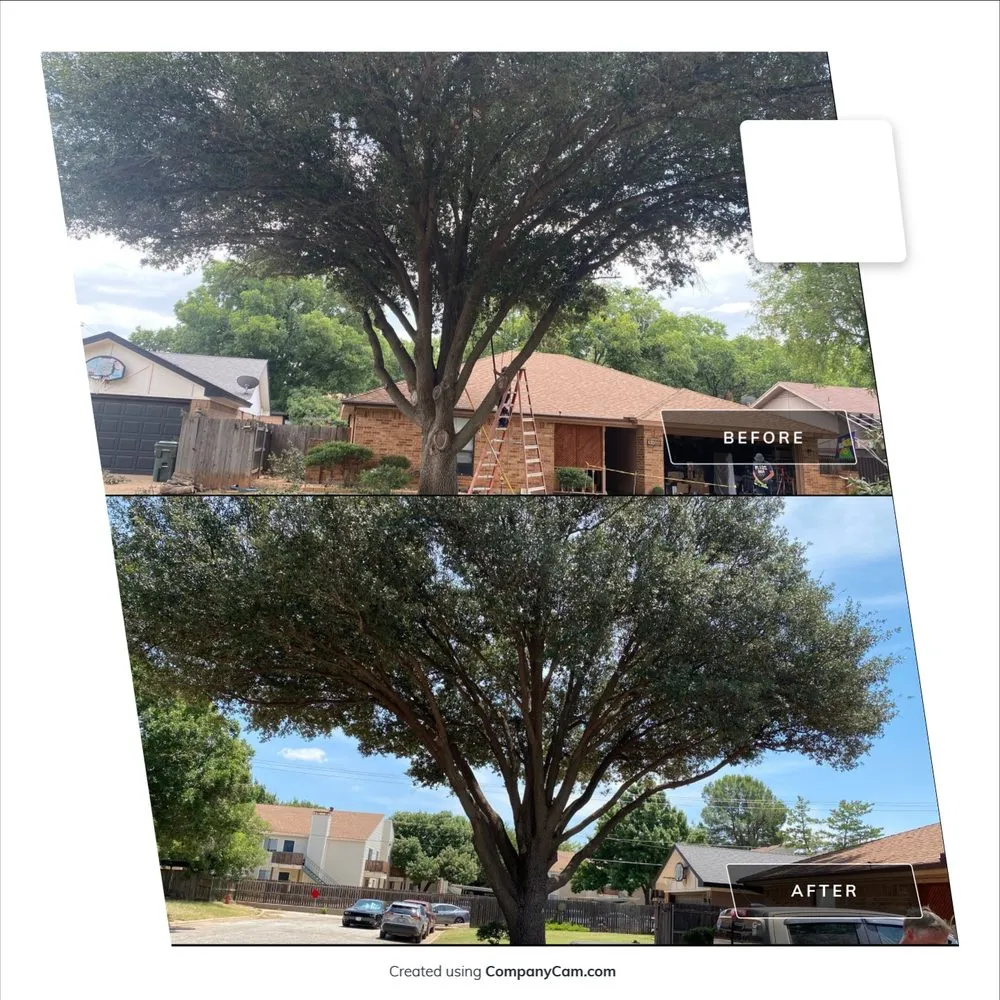 Local landscape installation experts serving Baird, TX - Tree of Life