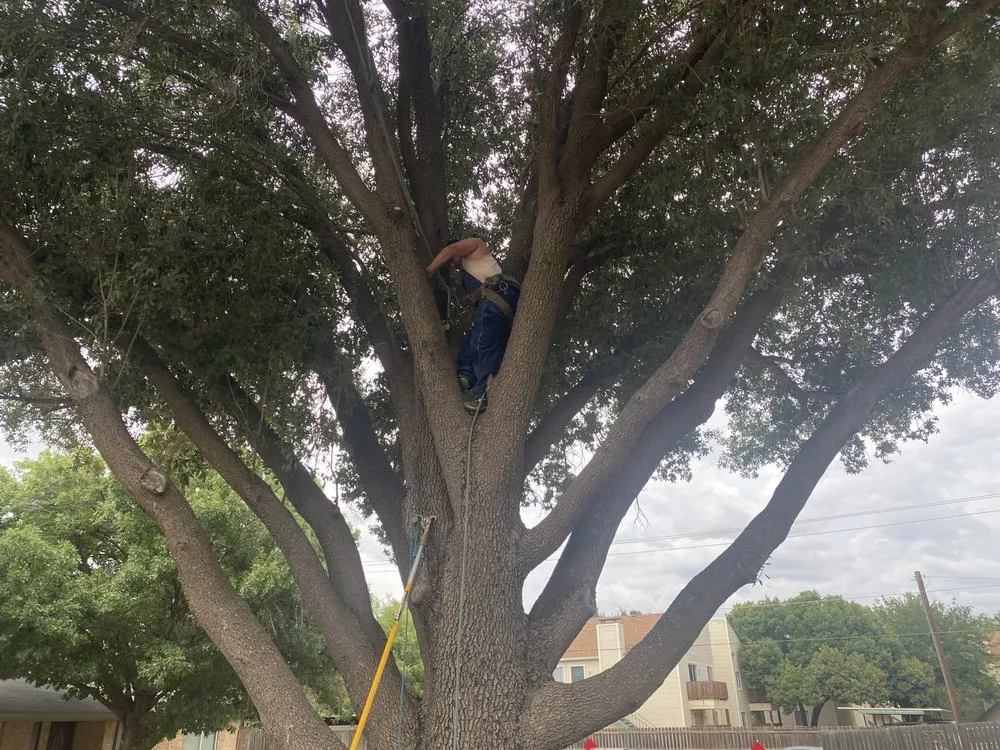 Professional yard maintenance for beautiful yards across Baird, TX - Tree of Life