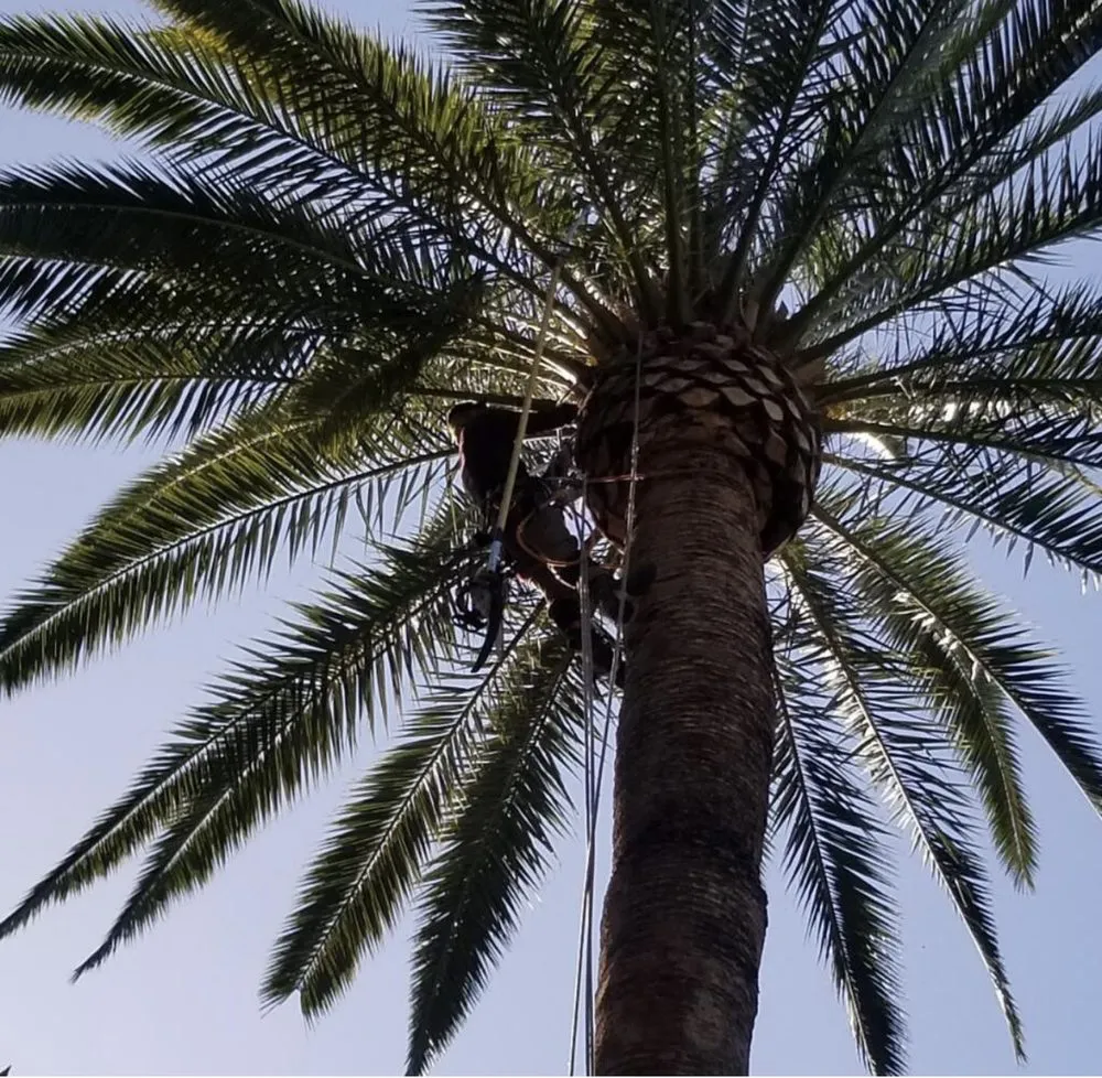 Local yard cleanup service in Pasadena, CA by Tree of Life J & D