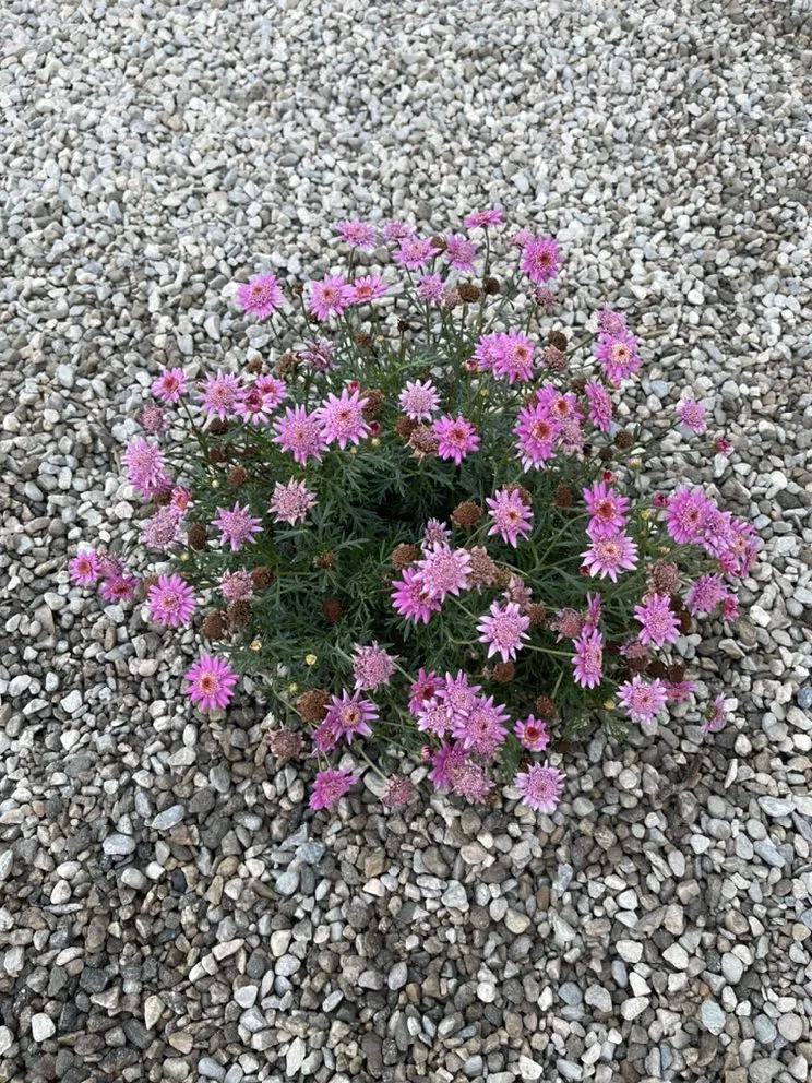 Reliable outdoor landscaping in Pasadena, CA - Tree of Life J & D