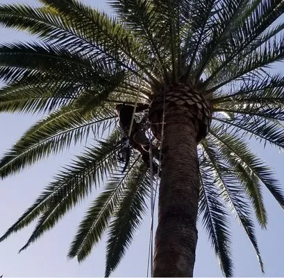 Tree of Life J & D Logo