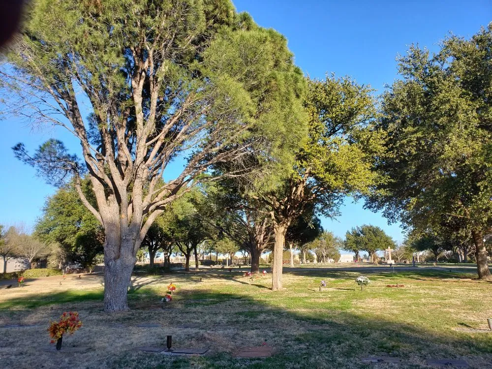 Trusted yard cleanup service in Kermit, TX - Tree Of Life