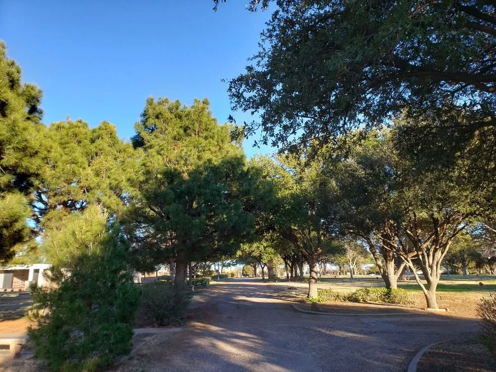 Expert yard maintenance for outdoor upgrades across Kermit, TX - Tree Of Life