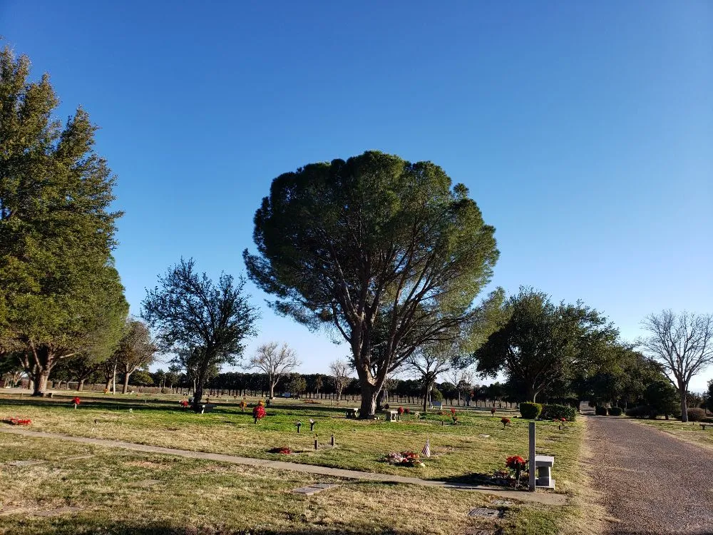 Expert landscaping services experts serving Kermit, TX - Tree Of Life