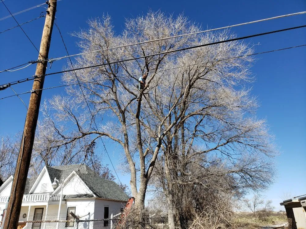 Local lawn mowing service near you across Kermit, TX - Tree Of Life