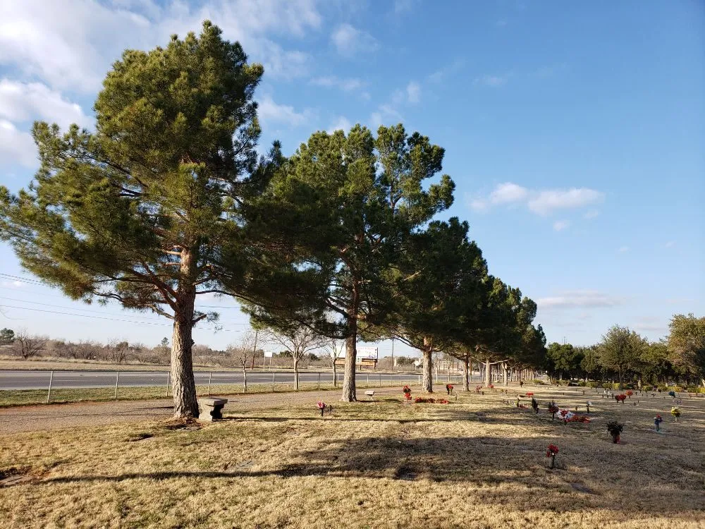 Professional yard cleanup service with custom design across Kermit, TX - Tree Of Life