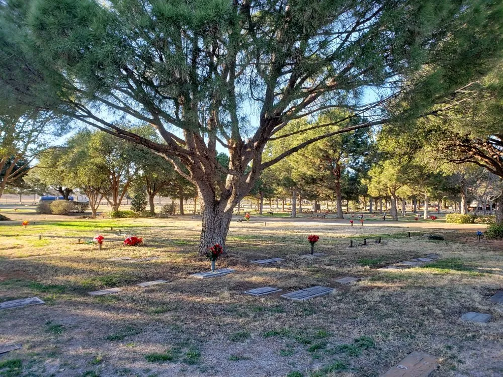 Reliable landscaping services in Kermit, TX by Tree Of Life