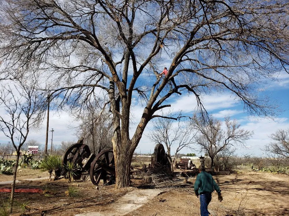 Professional lawn mowing service in Kermit, TX by Tree Of Life