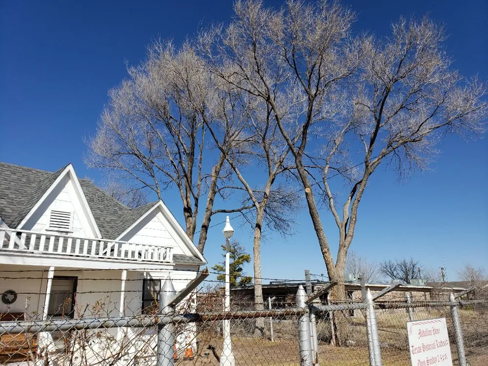 Top-rated yard maintenance for outdoor upgrades across Kermit, TX - Tree Of Life