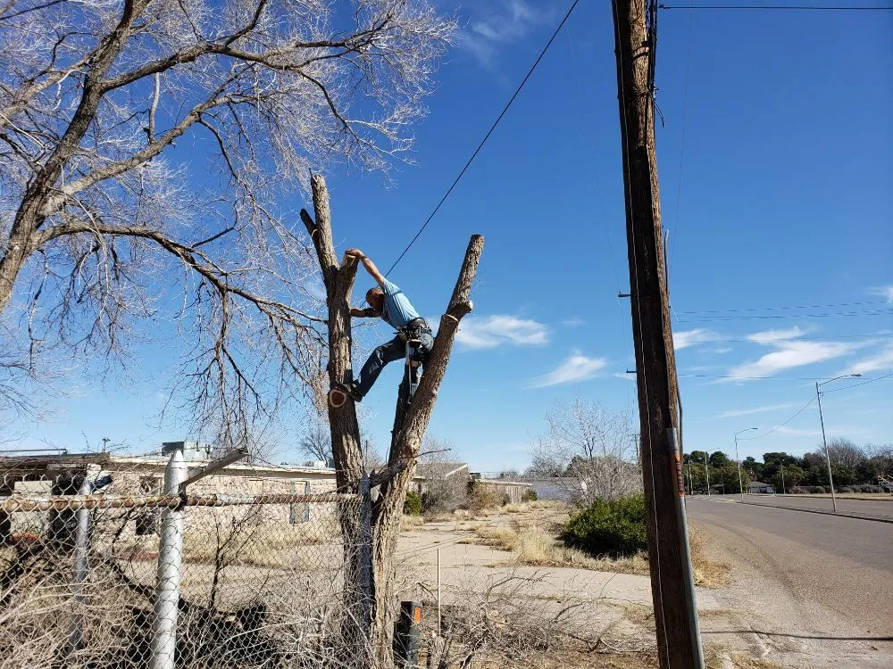 Affordable garden landscaping for year-round maintenance across Kermit, TX - Tree Of Life