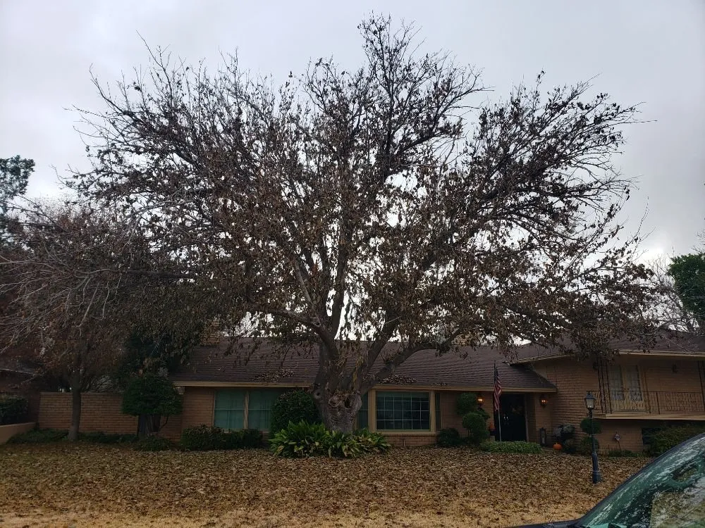 Local landscape design for outdoor upgrades in Kermit, TX by Tree Of Life