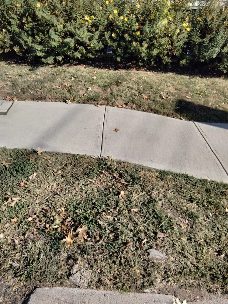 Reliable lawn care service in Maplewood, NJ - Tree Of Life Landscaping