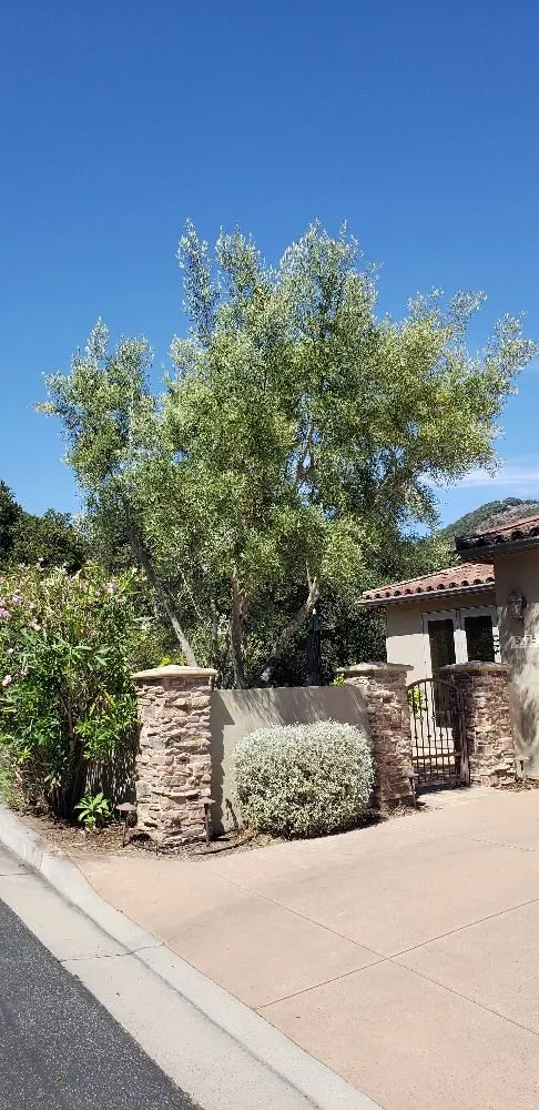 Custom lawn mowing service experts serving Grover Beach, CA - Tree of Life Lawn and Gardening Service