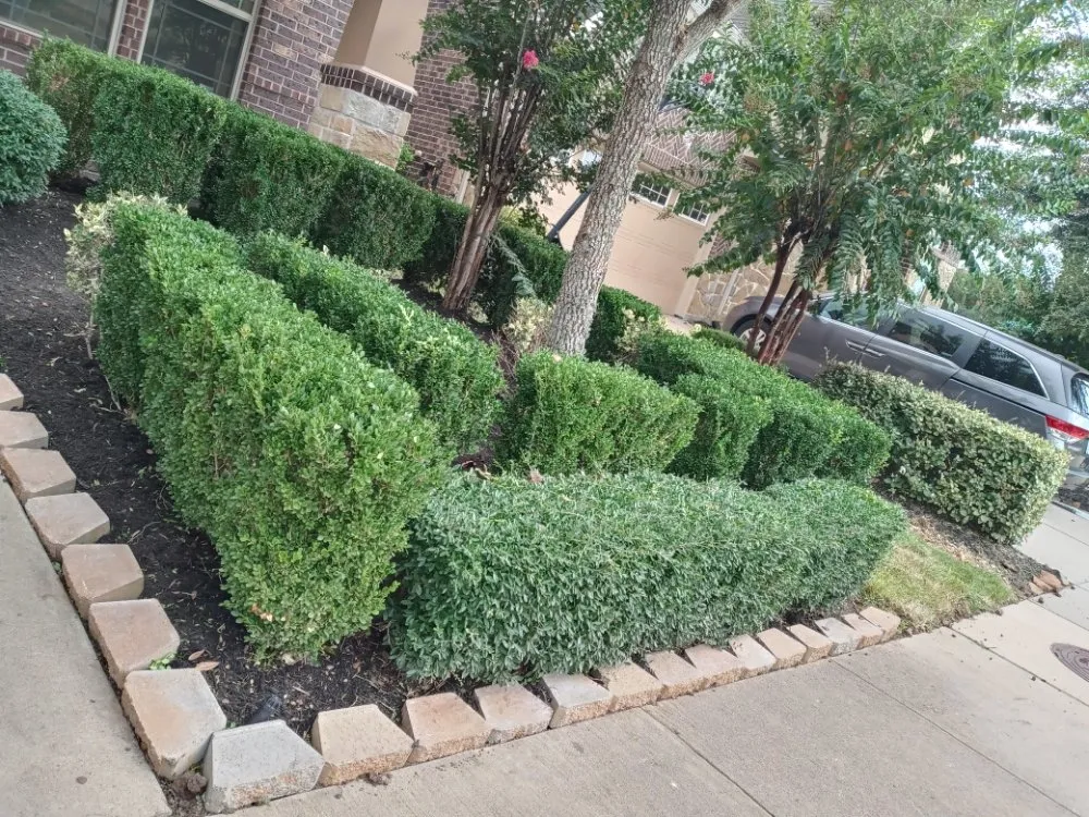 Reliable landscaping services in Richmond, TX - Tree Of Life Lawn Care & Landscaping