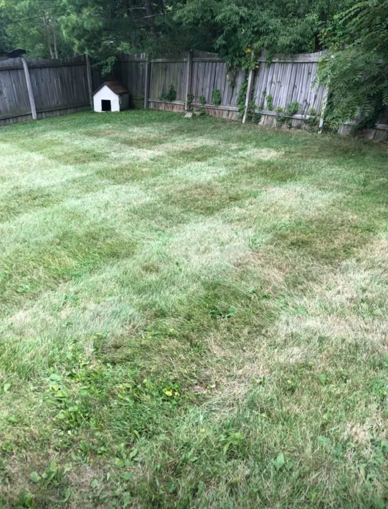 Professional yard cleanup service with custom design across Muncie, IN - Tree of life