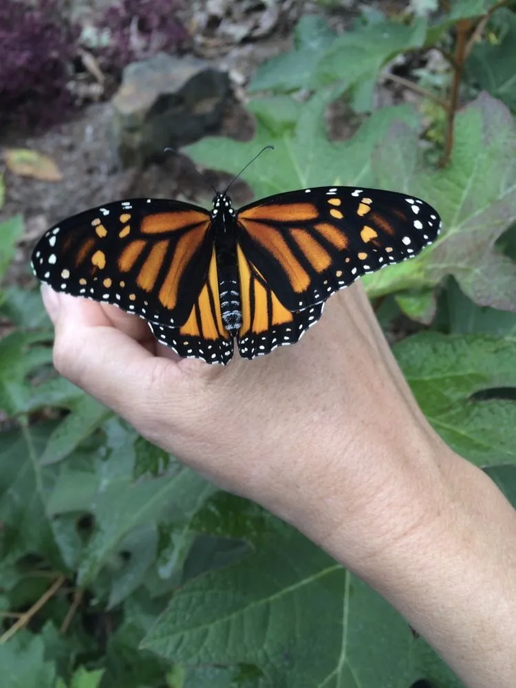 Reliable residential landscaping in Willow Street, PA by Tree of Life Services