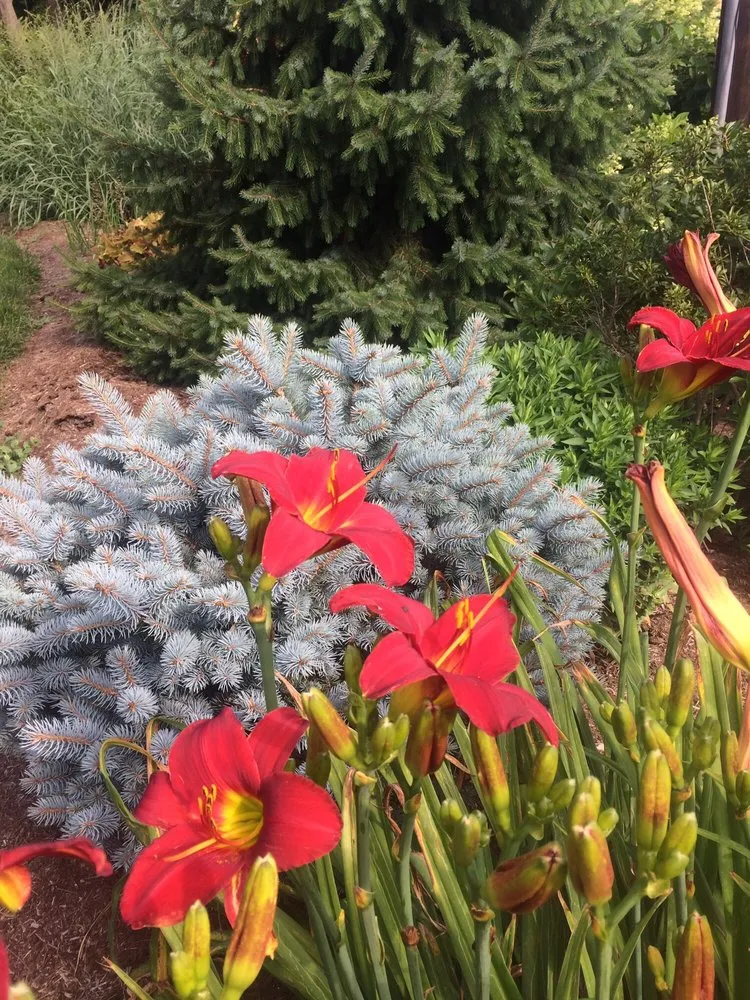 Expert residential landscaping in Willow Street, PA by Tree of Life Services