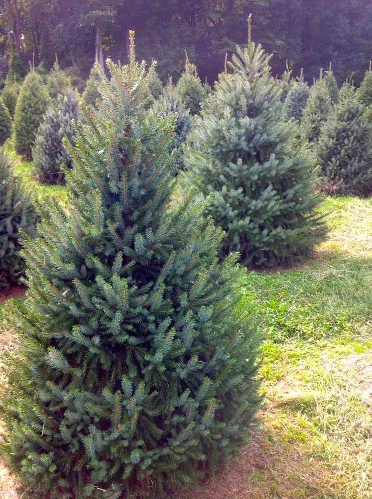 Affordable landscape installation in Willow Street, PA by Tree of Life Services