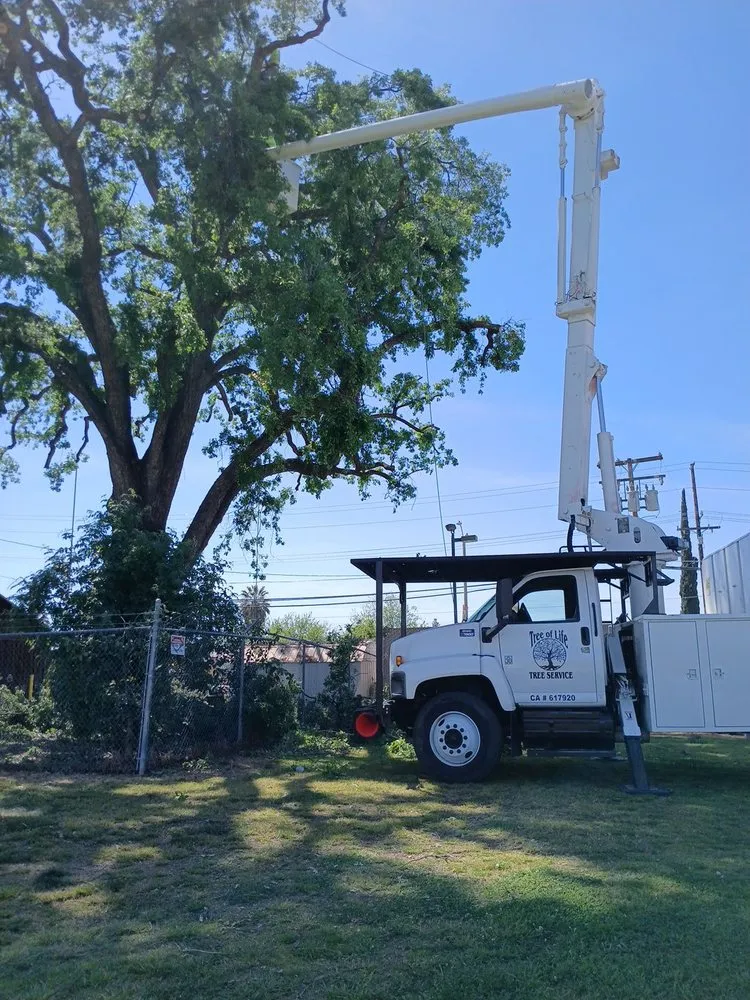 Local lawn care service for outdoor upgrades across Porterville, CA - Tree of Life Tree Service