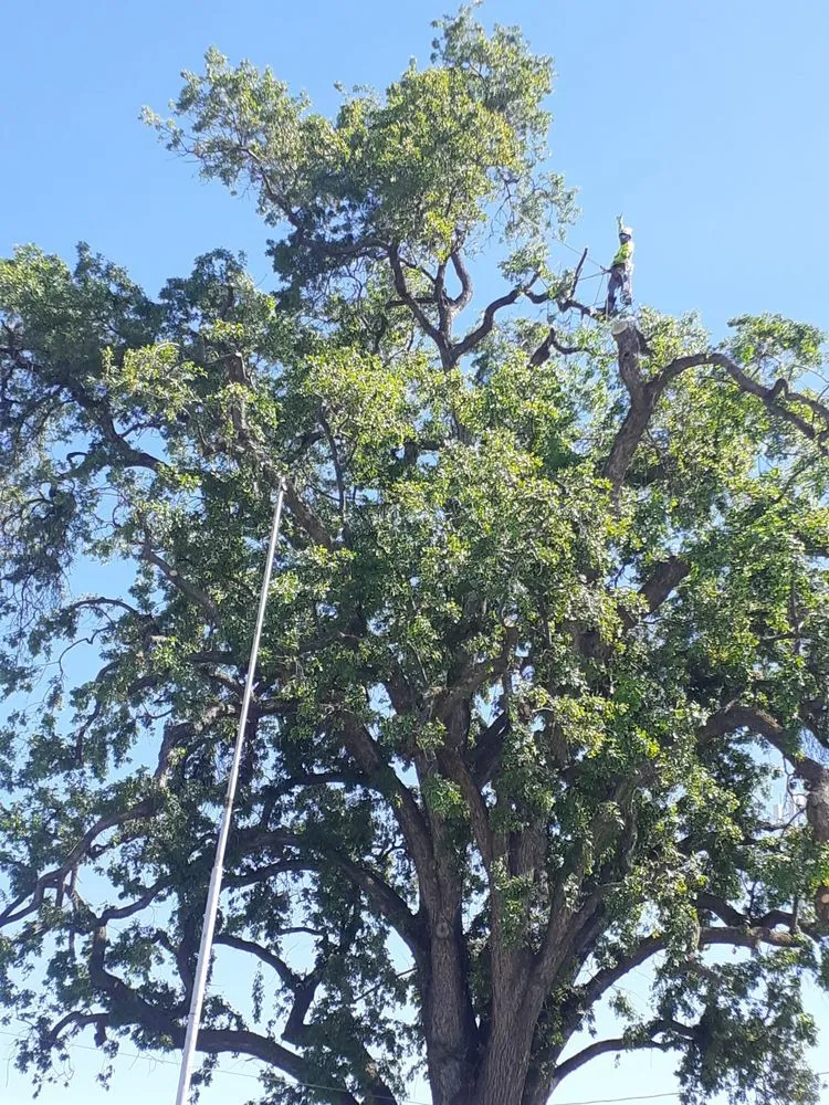 Top-rated yard maintenance in Porterville, CA by Tree of Life Tree Service