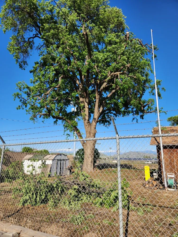 Top-rated yard cleanup service in Porterville, CA - Tree of Life Tree Service