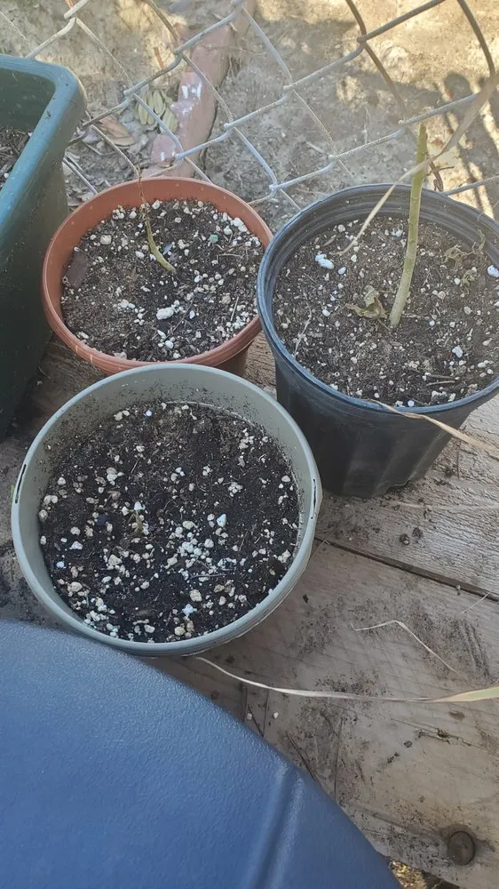 Reliable yard cleanup service in Redding, CA by Tree of Righteousness