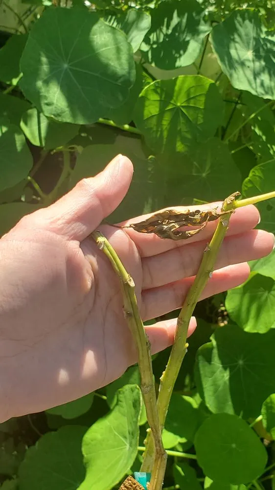 Top-rated lawn mowing service near you across Redding, CA - Tree of Righteousness