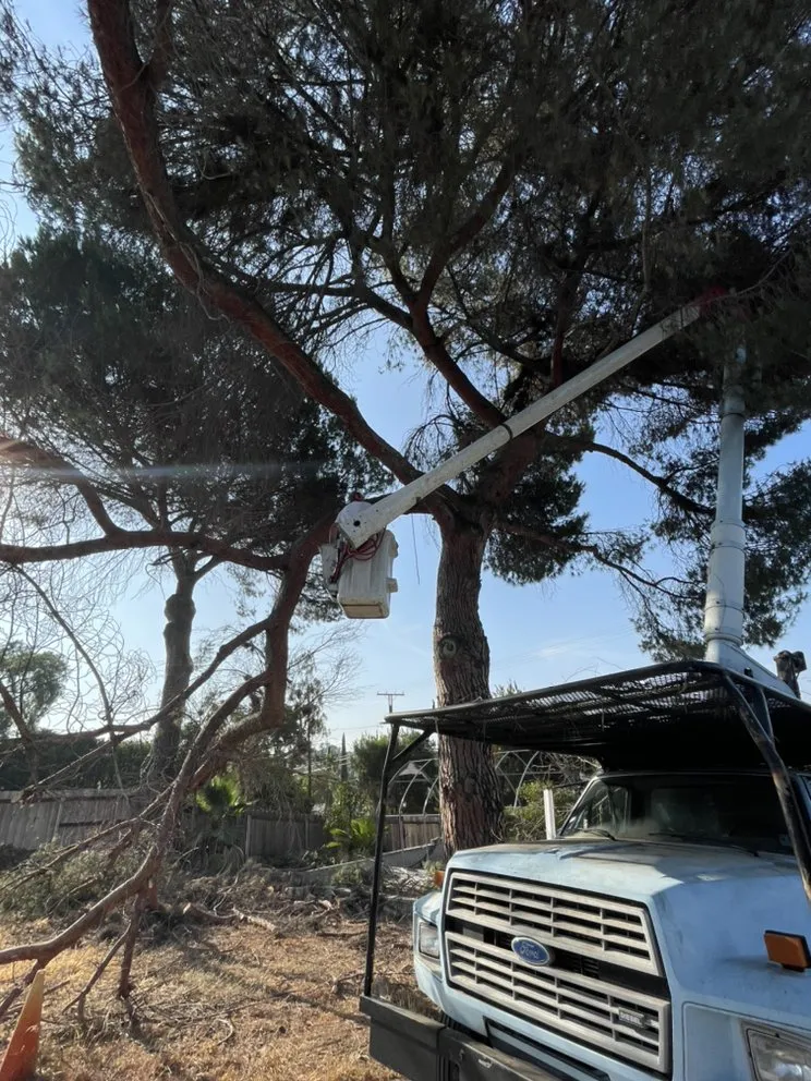 Custom lawn mowing service experts serving Redding, CA - Tree of Righteousness